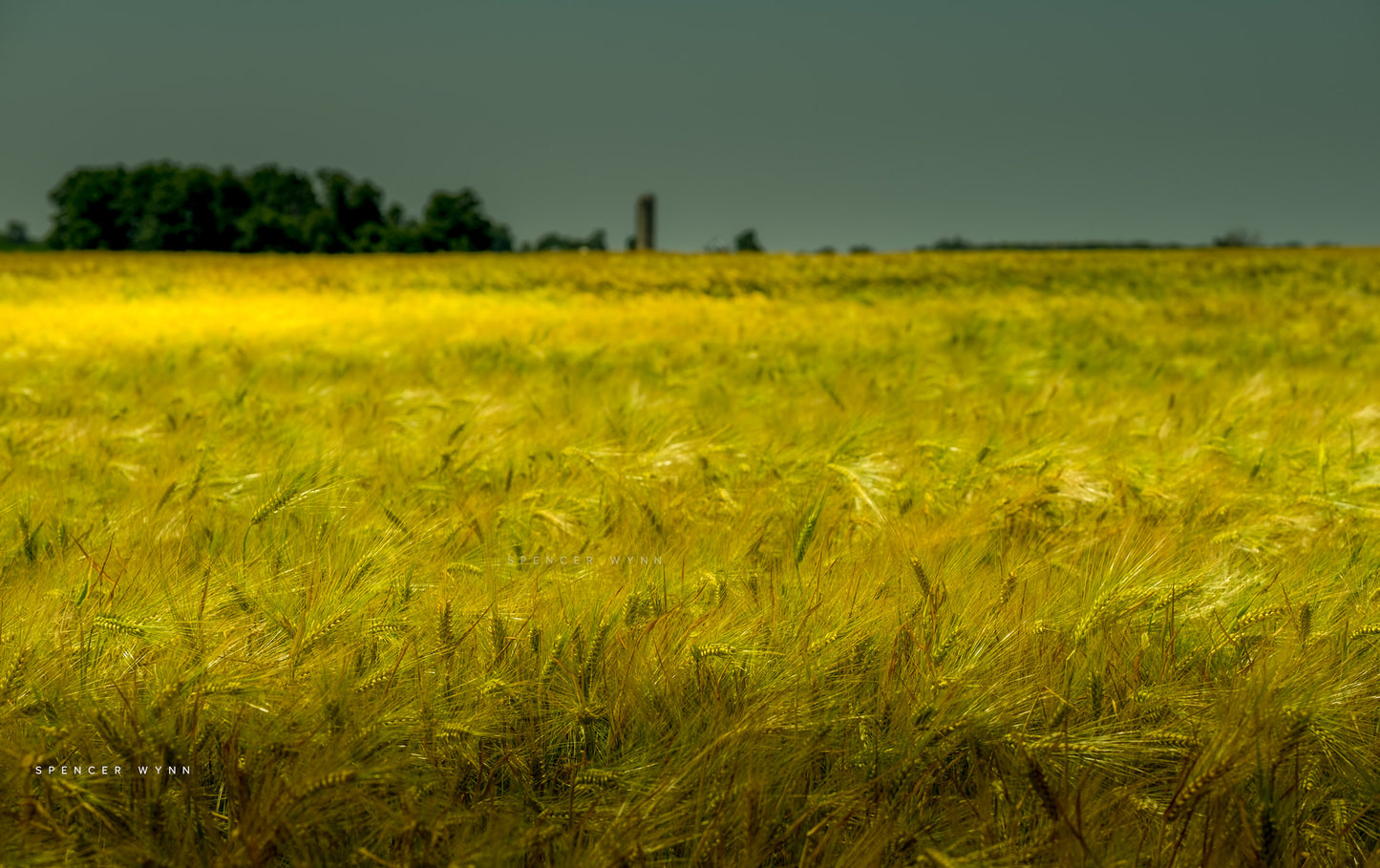 SWEET FIELDS