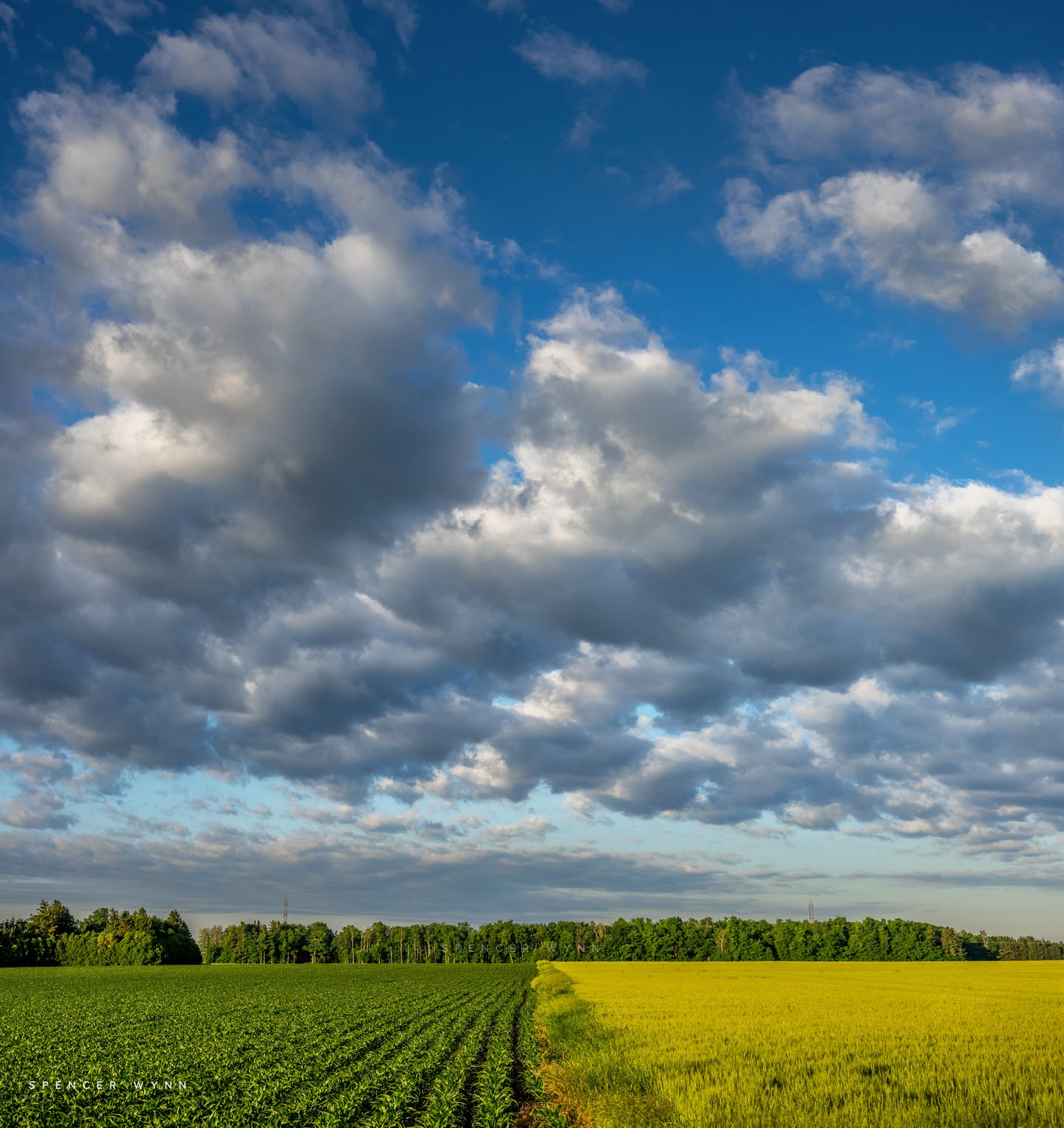 SWEET FIELDS