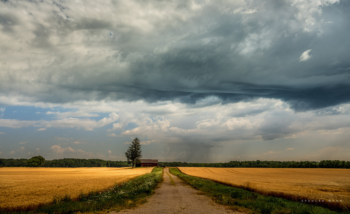 SWEET FIELDS