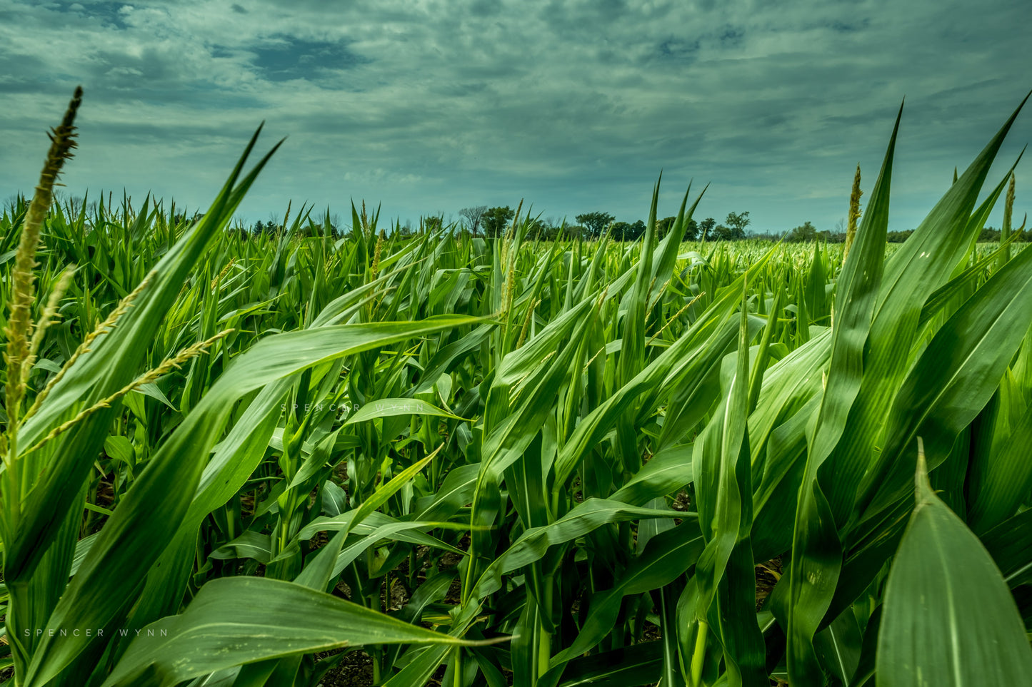 SWEET FIELDS